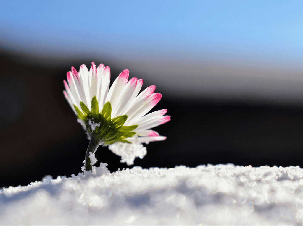 Mental Strength and Resilience/मानसिक शक्ति और लचीलापन